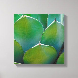 VS, Arizona. Close-up van succulente plant Canvas Afdruk
