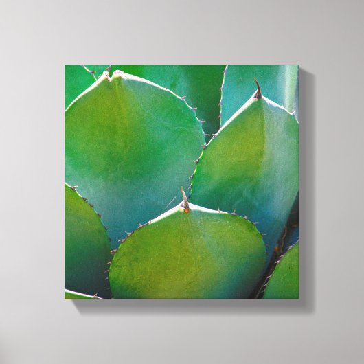 VS, Arizona. Close-up van succulente plant Canvas Afdruk (Voorkant)