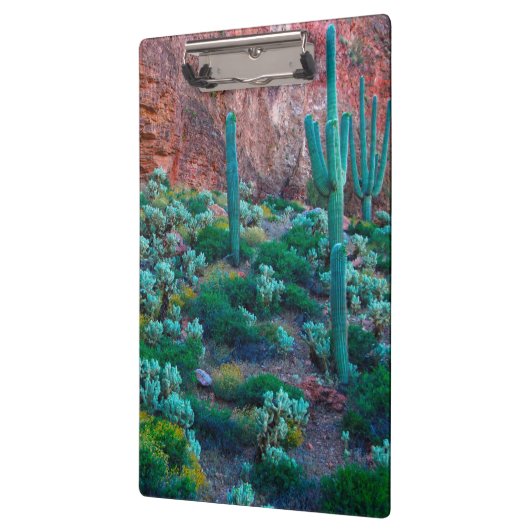 VS, Arizona. Desert Flora Klembord (Links)