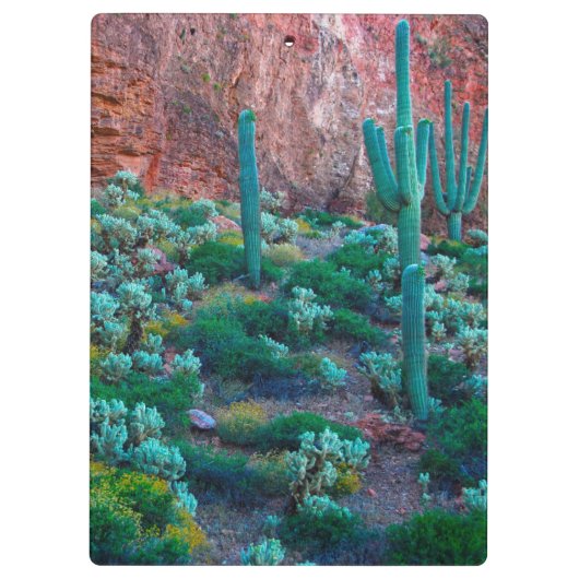 VS, Arizona. Desert Flora Klembord (Achterkant)