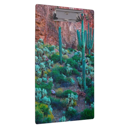 VS, Arizona. Desert Flora Klembord (Rechts)