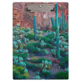 VS, Arizona. Desert Flora Klembord (Voorkant)