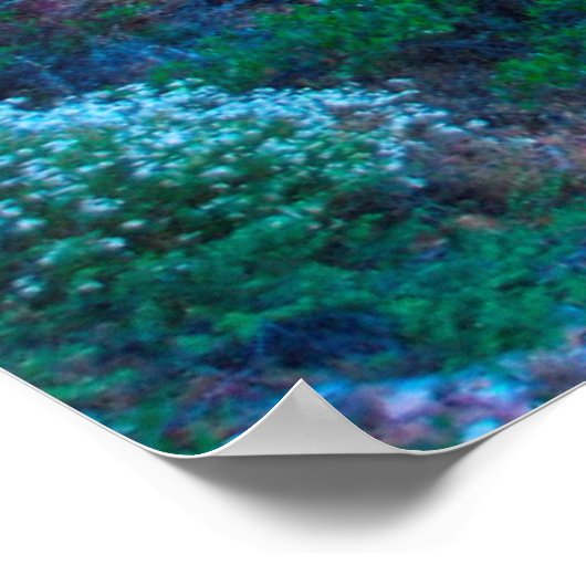 VS, Arizona. Desert Flora Poster (Hoek)