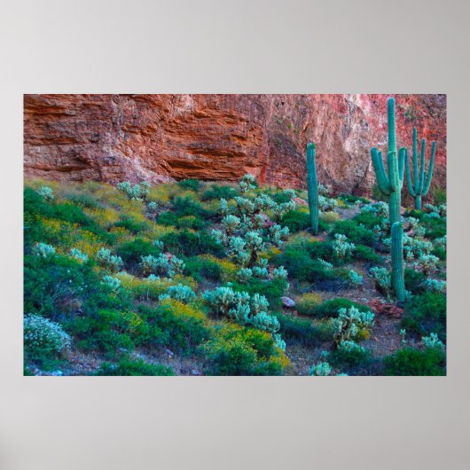 VS, Arizona. Desert Flora Poster (Voorkant)