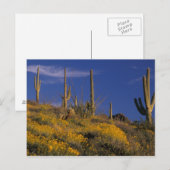 VS, Arizona, Organ Pipe Cactus National 2 Briefkaart (Voorkant / Achterkant)