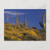 VS, Arizona, Organ Pipe Cactus National 2 Briefkaart (Voorkant)