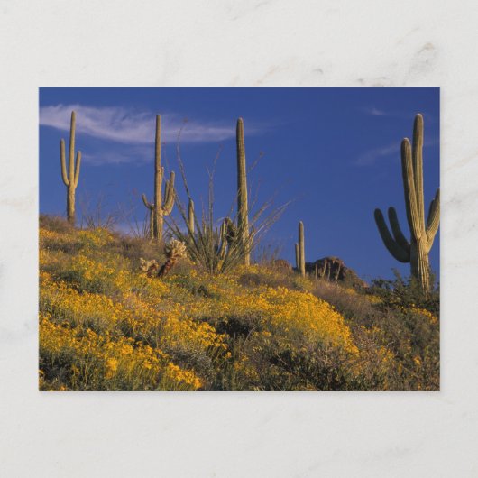 VS, Arizona, Organ Pipe Cactus National 2 Briefkaart (Voorkant)
