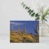 VS, Arizona, Organ Pipe Cactus National 2 Briefkaart (Staand voorkant)