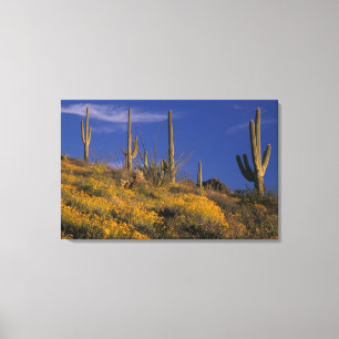 VS, Arizona, Organ Pipe Cactus National 2 Canvas Afdruk