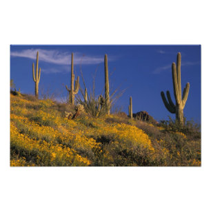 VS, Arizona, Organ Pipe Cactus National 2 Foto Afdruk
