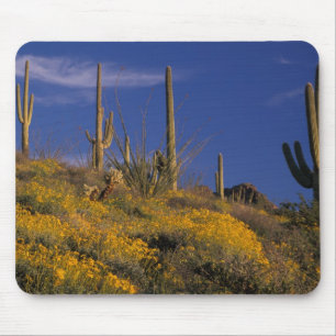 VS, Arizona, Organ Pipe Cactus National 2 Muismat