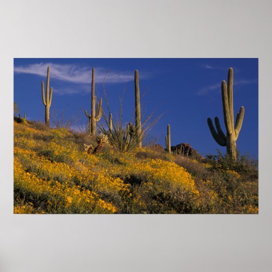 VS, Arizona, Organ Pipe Cactus National 2 Poster (Voorkant)