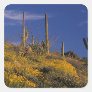 VS, Arizona, Organ Pipe Cactus National 2 Vierkante Sticker