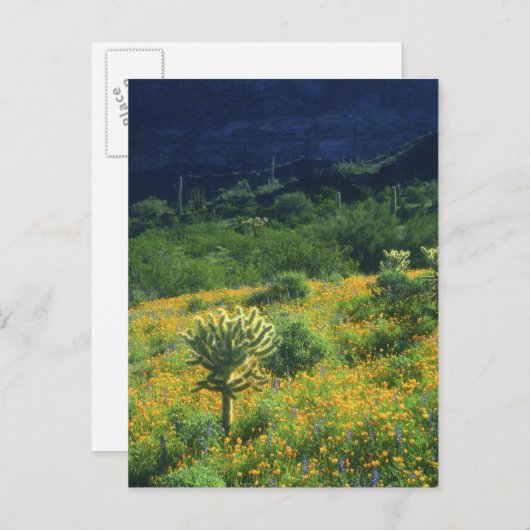 VS, Arizona, Organ Pipe Cactus National Briefkaart (Voorkant / Achterkant)