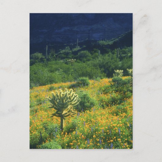 VS, Arizona, Organ Pipe Cactus National Briefkaart (Voorkant)