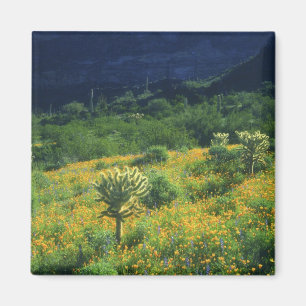 VS, Arizona, Organ Pipe Cactus National Magneet