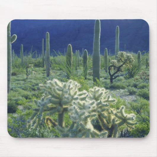 VS, Arizona, Organ Pipe Cactus National Muismat (Voorkant)