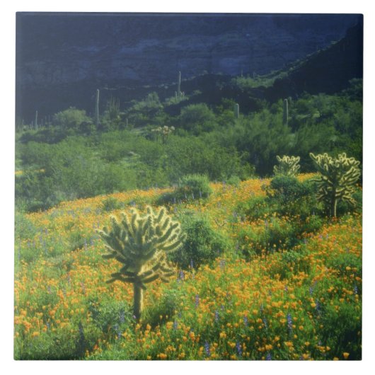 VS, Arizona, Organ Pipe Cactus National Tegeltje (Voorkant)