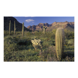VS, Arizona, Organ Pipe National Monument. Foto Afdruk