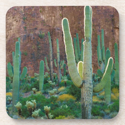 VS, Arizona. Saguaro Cactus veld door een Cliff Bier Onderzetter (Voorkant)