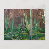 VS, Arizona. Saguaro Cactus veld door een Cliff Briefkaart (Voorkant)