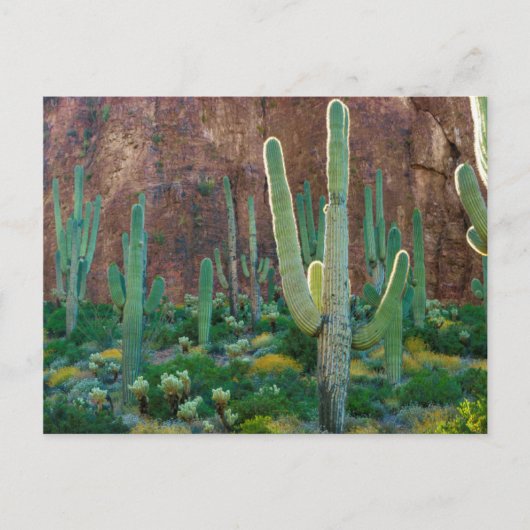 VS, Arizona. Saguaro Cactus veld door een Cliff Briefkaart (Voorkant)