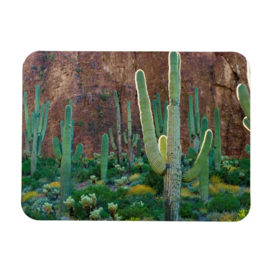 VS, Arizona. Saguaro Cactus veld door een Cliff Magneet (Horizontaal)