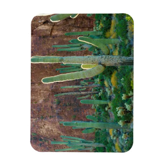 VS, Arizona. Saguaro Cactus veld door een Cliff Magneet (Verticaal)
