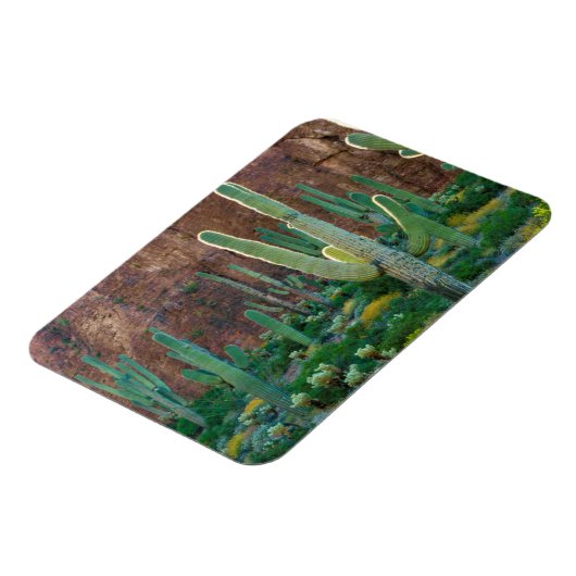 VS, Arizona. Saguaro Cactus veld door een Cliff Magneet (Linkerzijde)