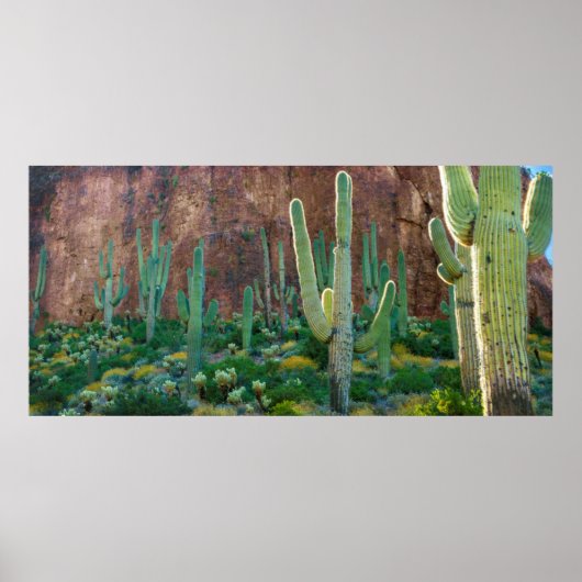 VS, Arizona. Saguaro Cactus veld door een Cliff Poster (Voorkant)