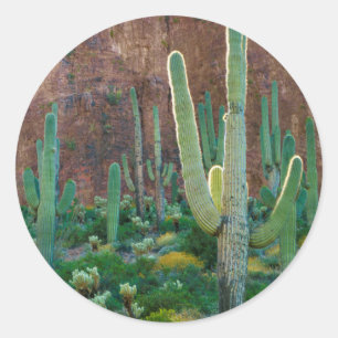 VS, Arizona. Saguaro Cactus veld door een Cliff Ronde Sticker