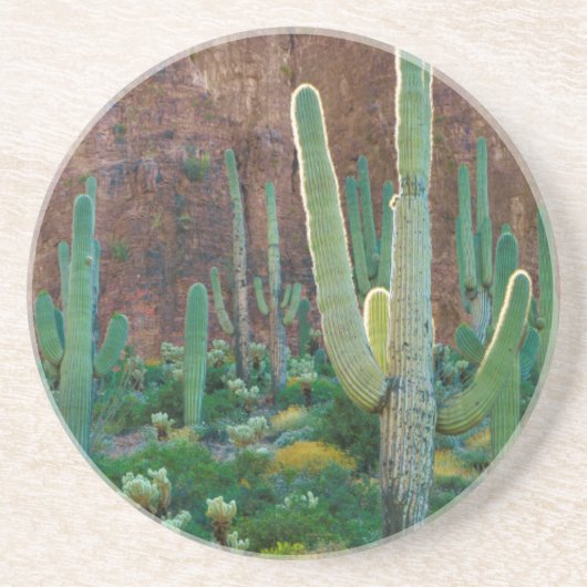 VS, Arizona. Saguaro Cactus veld door een Cliff Zandsteen Onderzetter (Voorkant)