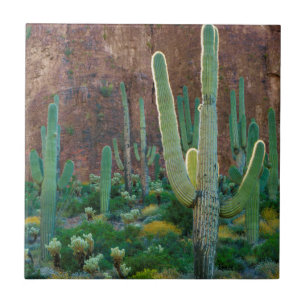 VS, Arizona. Saguaro Cactusveld bij een klif Tegeltje