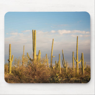 VS, Arizona, Saguaro National Park, Saguaro Muismat