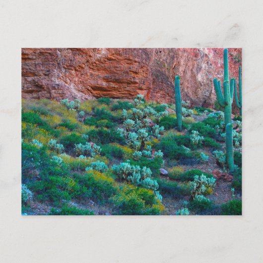 VS, Arizona. Woestijnflora Briefkaart (Voorkant)