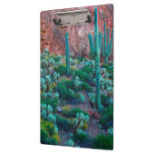 VS, Arizona. Woestijnflora Klembord (Links)
