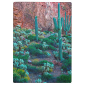 VS, Arizona. Woestijnflora Klembord (Achterkant)
