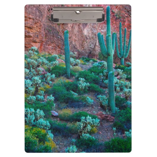 VS, Arizona. Woestijnflora Klembord (Voorkant)