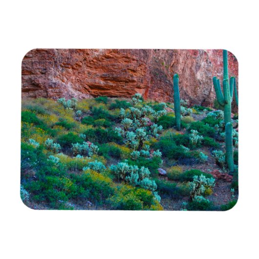 VS, Arizona. Woestijnflora Magneet (Horizontaal)