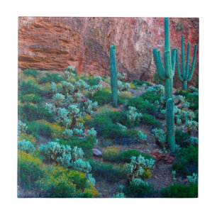 VS, Arizona. Woestijnflora Tegeltje