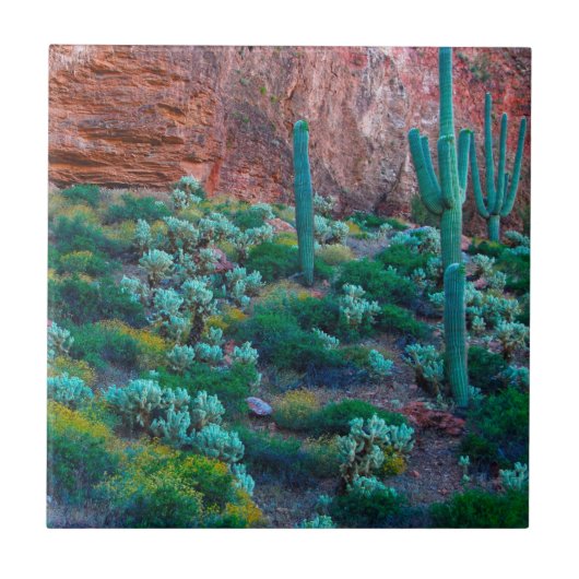VS, Arizona. Woestijnflora Tegeltje (Voorkant)