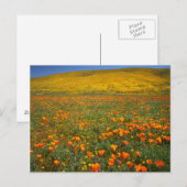 VS, Californië, Antelope Valley California Briefkaart (Voorkant / Achterkant)