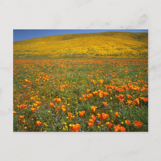 VS, Californië, Antelope Valley California Briefkaart (Voorkant)