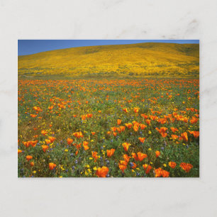 VS, Californië, Antelope Valley Californië Briefkaart