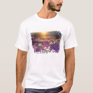 VS, Californië, Anza-Borrego Desert State Park. 2 T-shirt