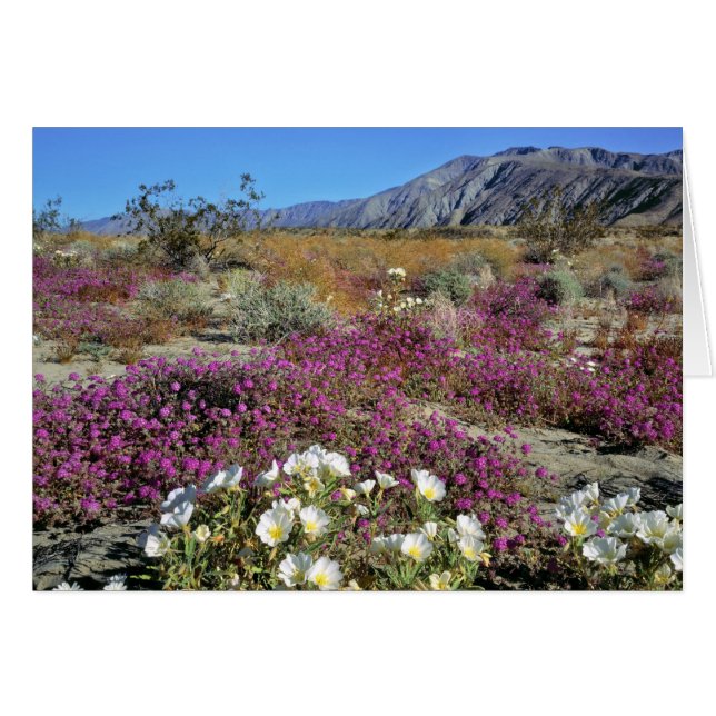 VS, Californië, Anza-Borrego DSP. Duin-avond (Voorkant Horizontaal)