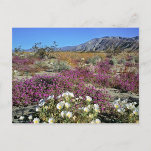 VS, Californië, Anza-Borrego DSP. Duin-avond Briefkaart