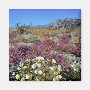 VS, Californië, Anza-Borrego DSP. Duin-avond Magneet
