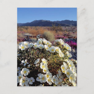 VS, Californië, Anza-Borrego DSP. Duin teunisbloem Briefkaart