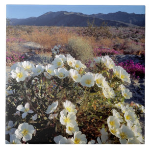 VS, Californië, Anza-Borrego DSP. Duin teunisbloem Tegeltje